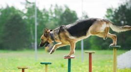 German Shepherd Dog taking agility and Precision Training