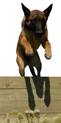 Jumping Malinois