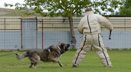 Dog going under family protection training