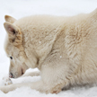 Dog Showing controled aggression on food