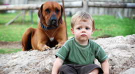 Watchdog training for dog